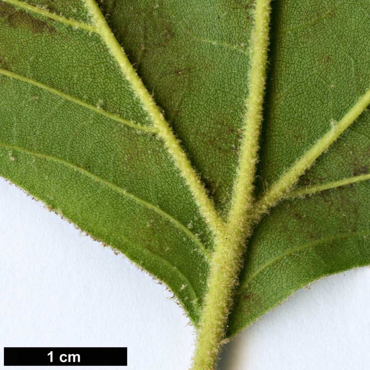 High resolution image: Family: Platanaceae - Genus: Platanus - Taxon: ×hispanica (P.occidentalis × P.orientalis)